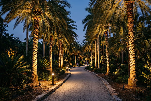 A park pathway with atmospheric lighting on palm trees